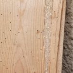 Woodworms and tongue removal