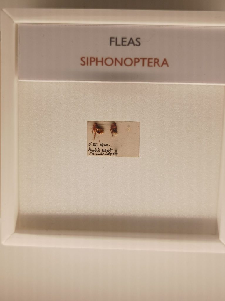 Fleas - Siphonoptera - One of my other hobbies.